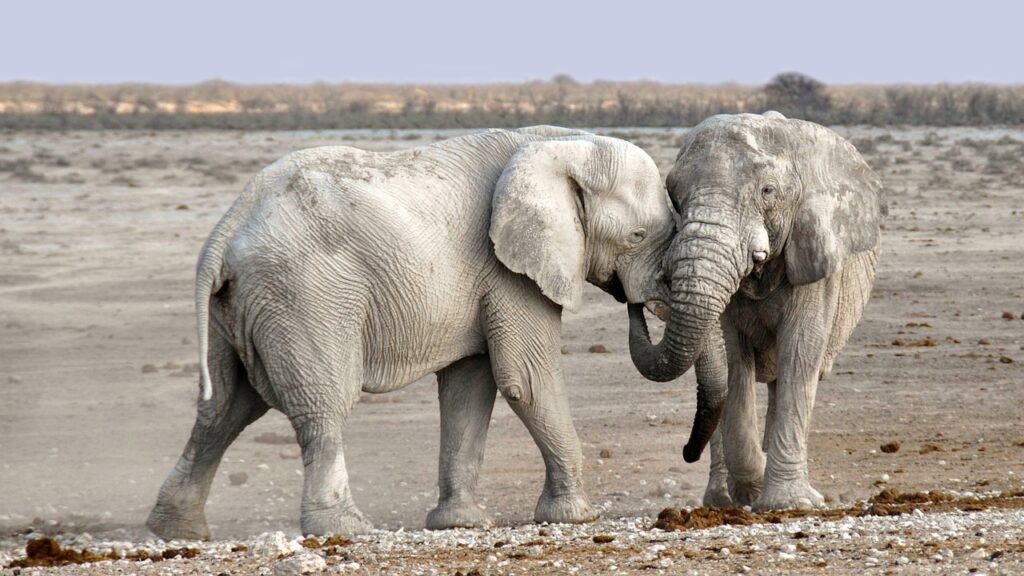 Can You Go On A Safari In Kenya?