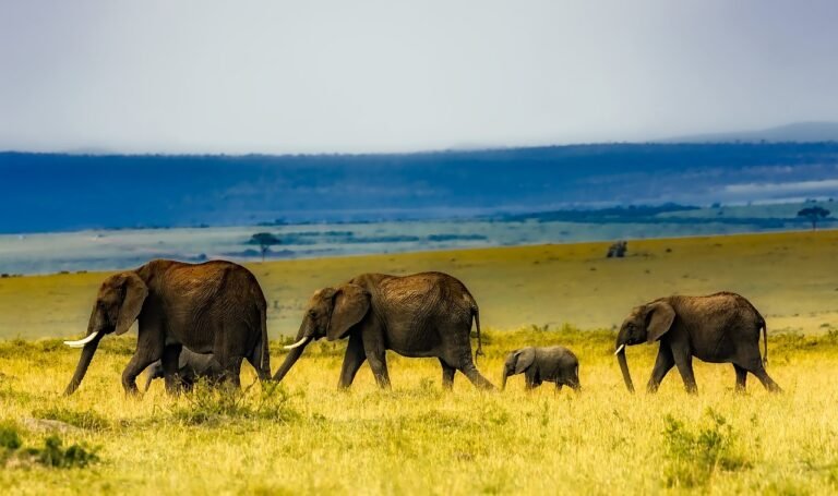 What Are Some Popular Tourist Destinations In Kenya?