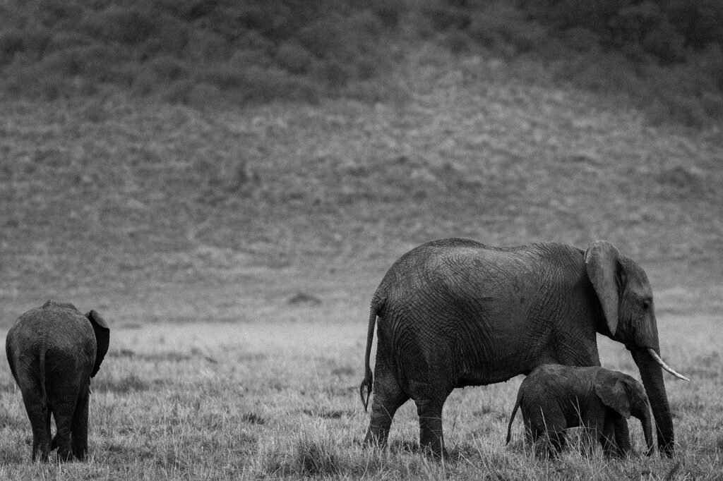 What Is The Maasai Mara National Reserve Known For?