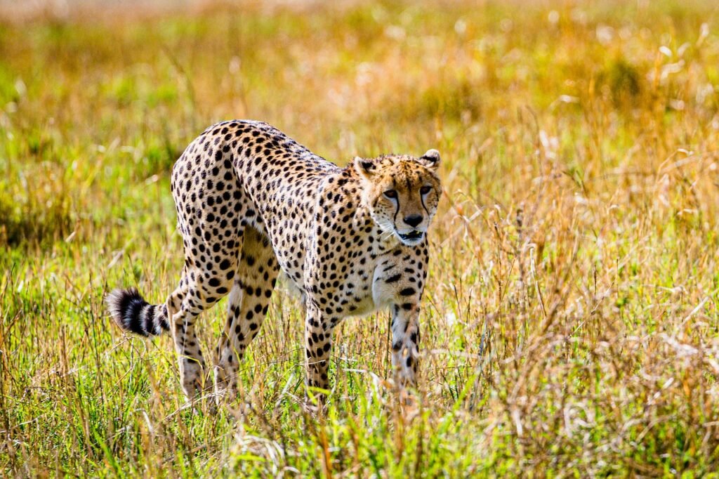 What Is The Maasai Mara National Reserve Known For?