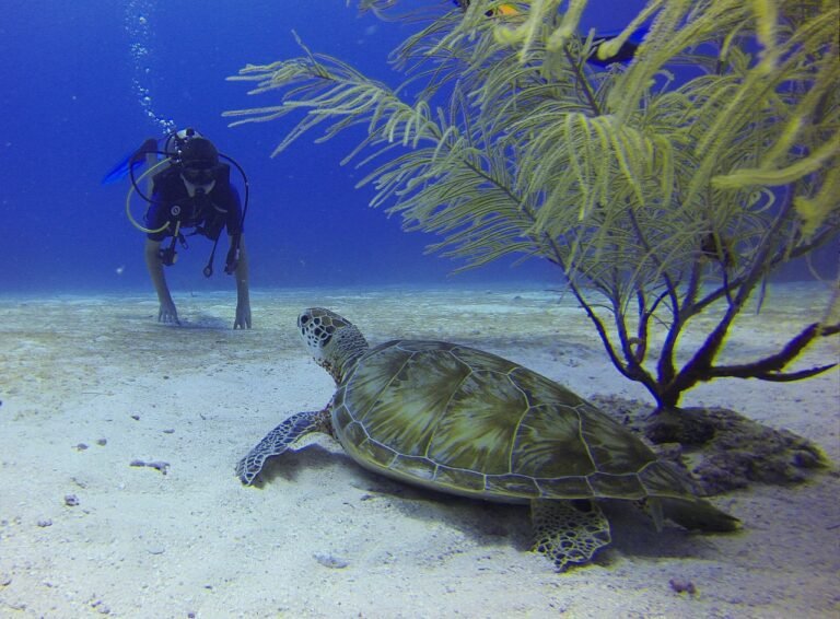 Can You Go Scuba Diving Or Snorkeling In Kenya?