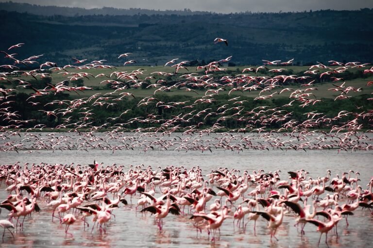 Can You Visit Wildlife Rehabilitation Centers In Kenya?