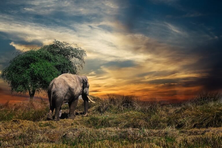 Can You Witness The Great Migration In Kenya?