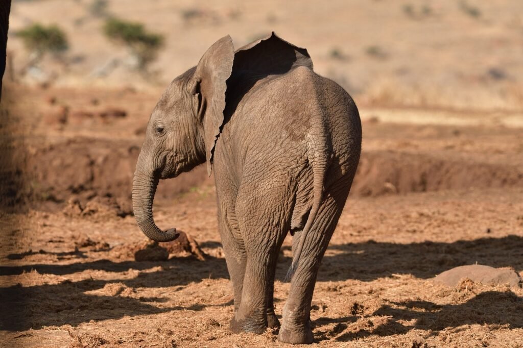 What Is The Role Of Wildlife Conservancies In Kenya?